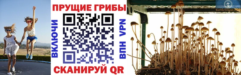 Псилоцибиновые грибы Cubensis Ейск